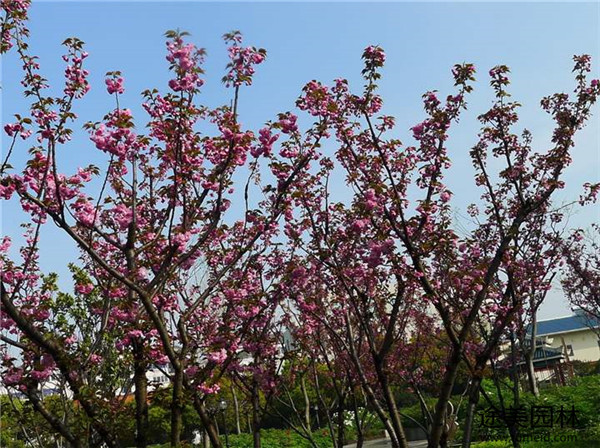 晚櫻開(kāi)花圖片實(shí)拍